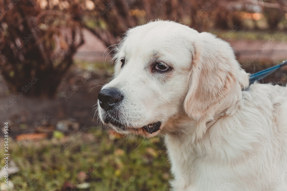 a portrait of a golden retriever puppy looking sadly horizontal 