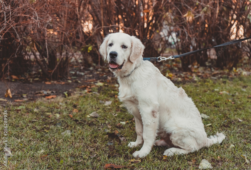 sitting portrait of a golden retriever puppy smiling, horizontal sitting portrait of a golden retriever puppy smiling, horizontal