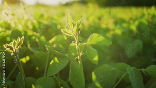 Soybean bloom at sunset close up. Agricultural soy plantation background.