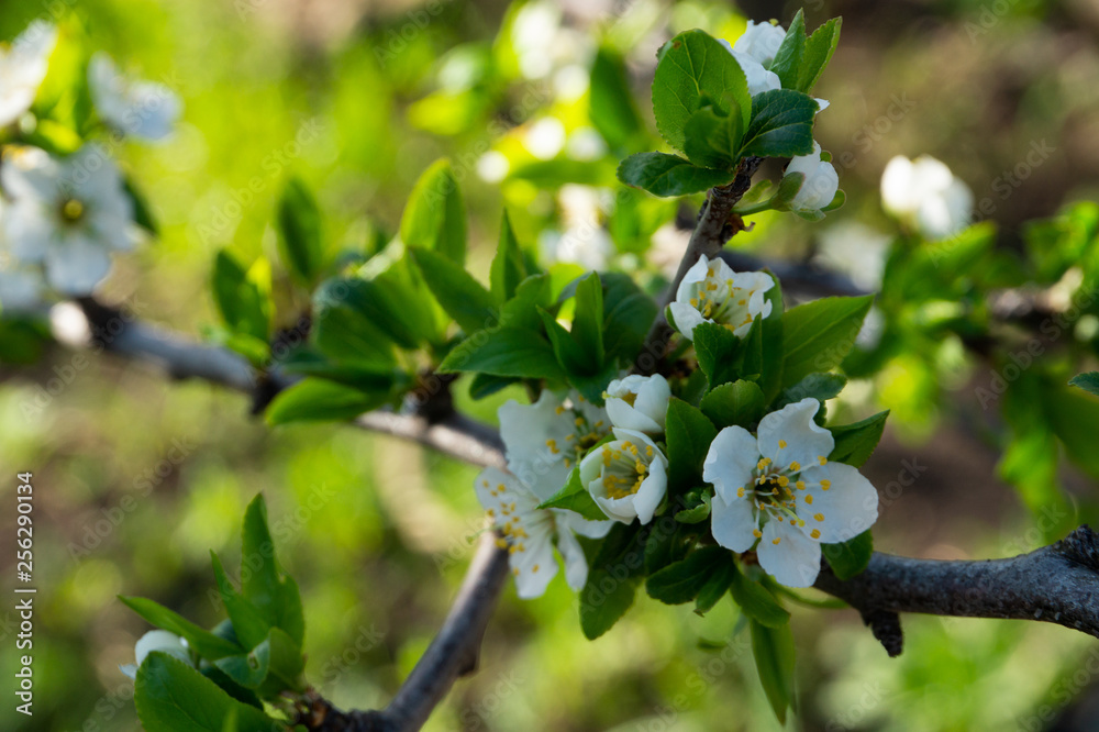 Flowers on pear branches in spring time. Flowers on pear branches in spring time.