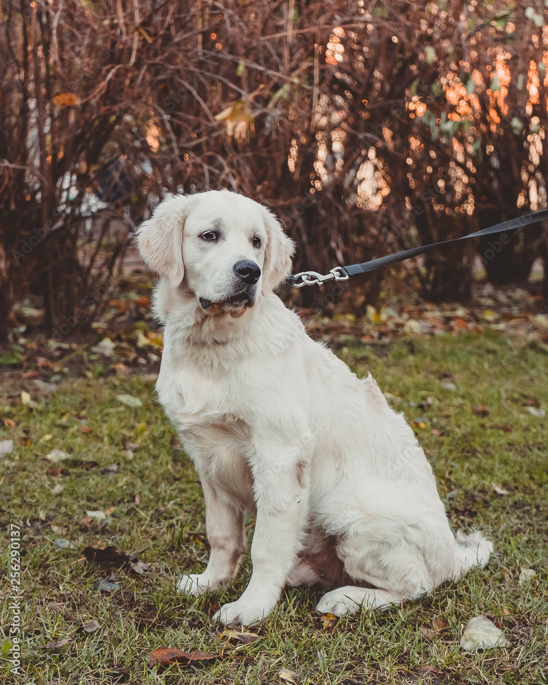 sitting portrait of a golden retriever puppy vertical