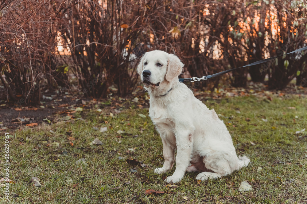 sitting portrait of a golden retriever puppy looking sadly, horizontal sitting portrait of a golden retriever puppy looking sadly, horizontal