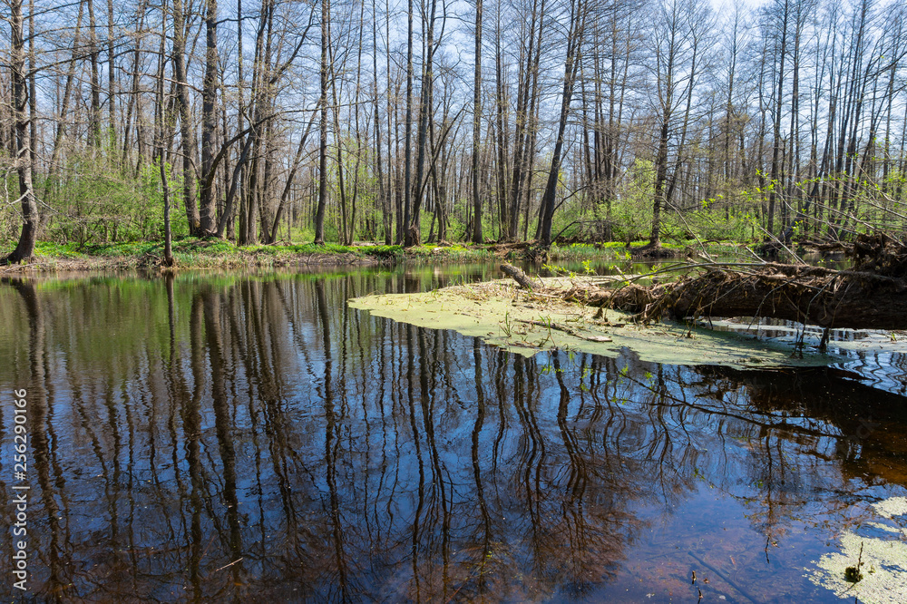Spring Forest with river with reflection of trees without leaves in water.