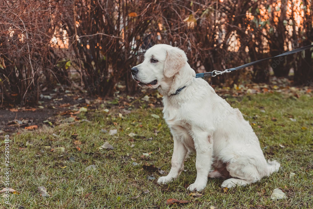 sitting profile portrait of a golden retriever puppy horizontal sitting profile portrait of a golden retriever puppy horizontal