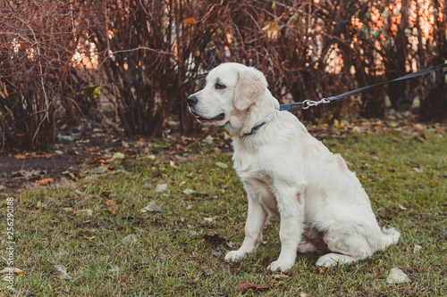 sitting profile portrait of a golden retriever puppy horizontal