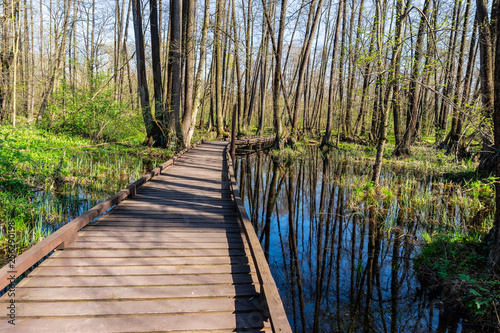 Wooden foot path across the marsh in spring forest at sunny day