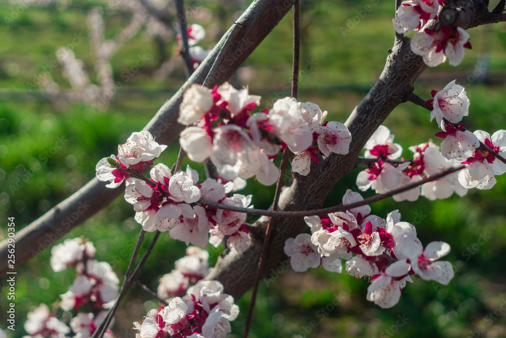 an awesome cherry blossom in the spring an awesome cherry blossom in the spring