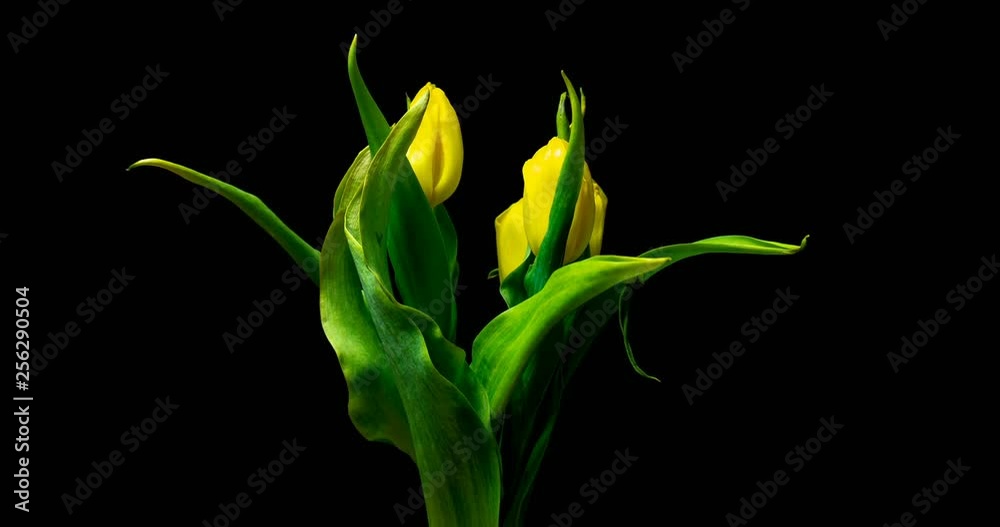Timelapse of yellow tulip flower blooming on black background, alpha channel Timelapse of yellow tulip flower blooming on black background, alpha channel