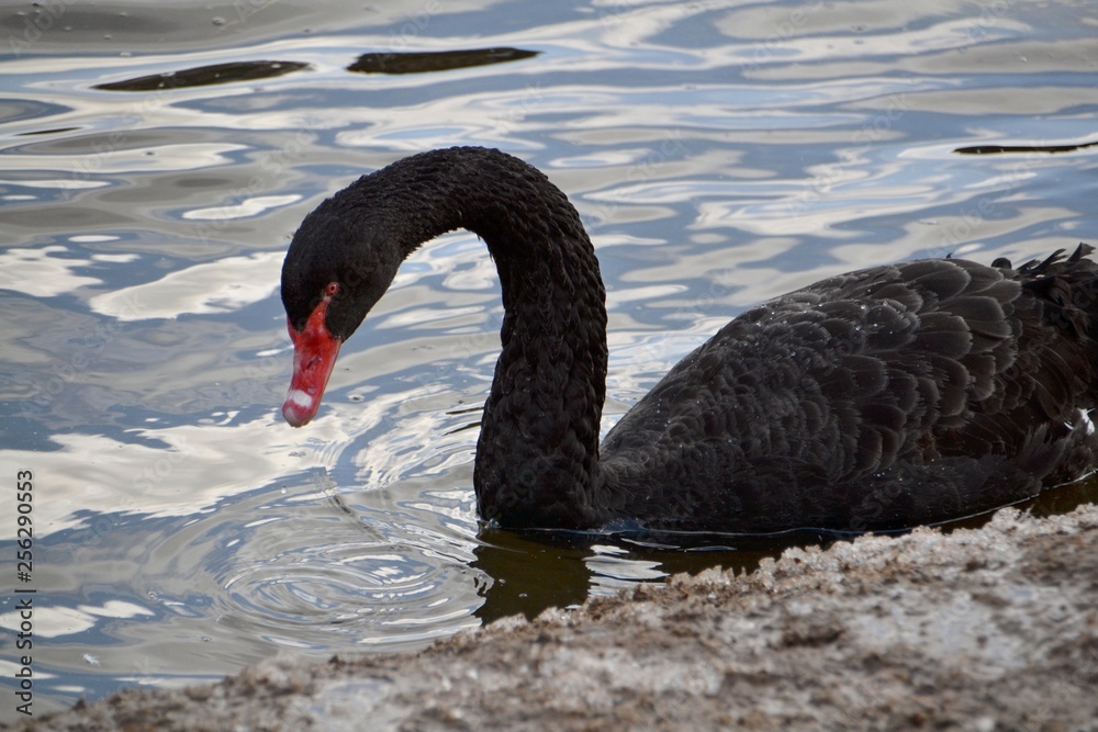 Obraz premium Black swan