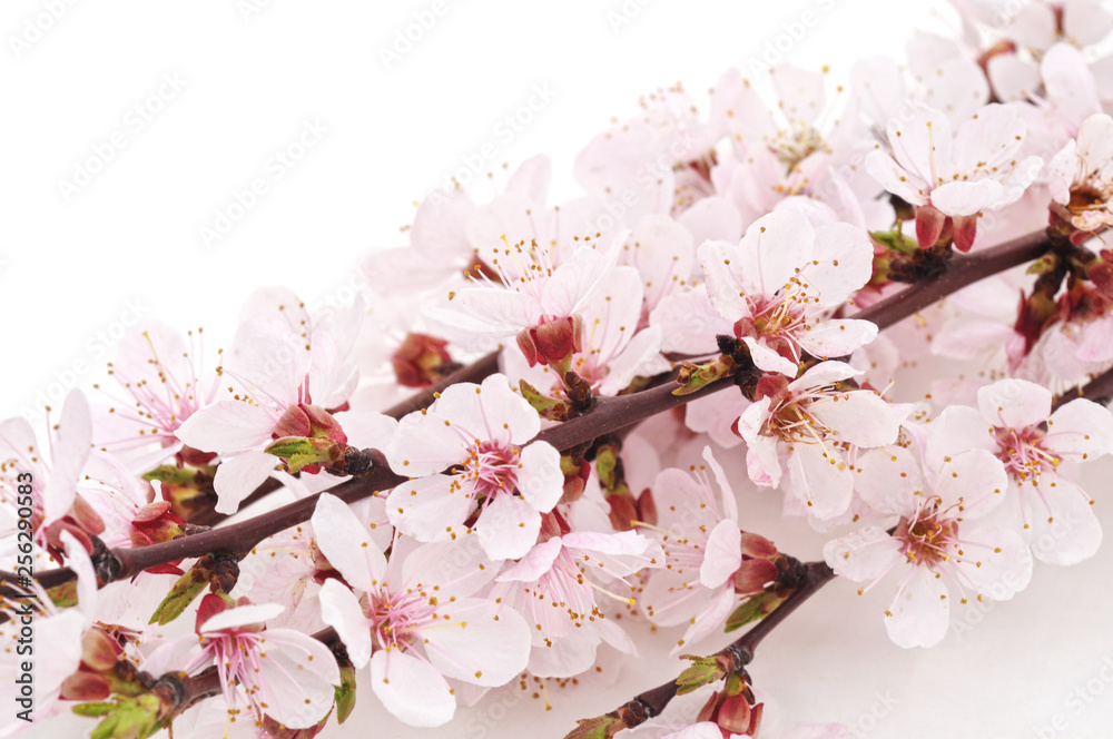 Fototapeta premium Spring flowering with apricot branch.