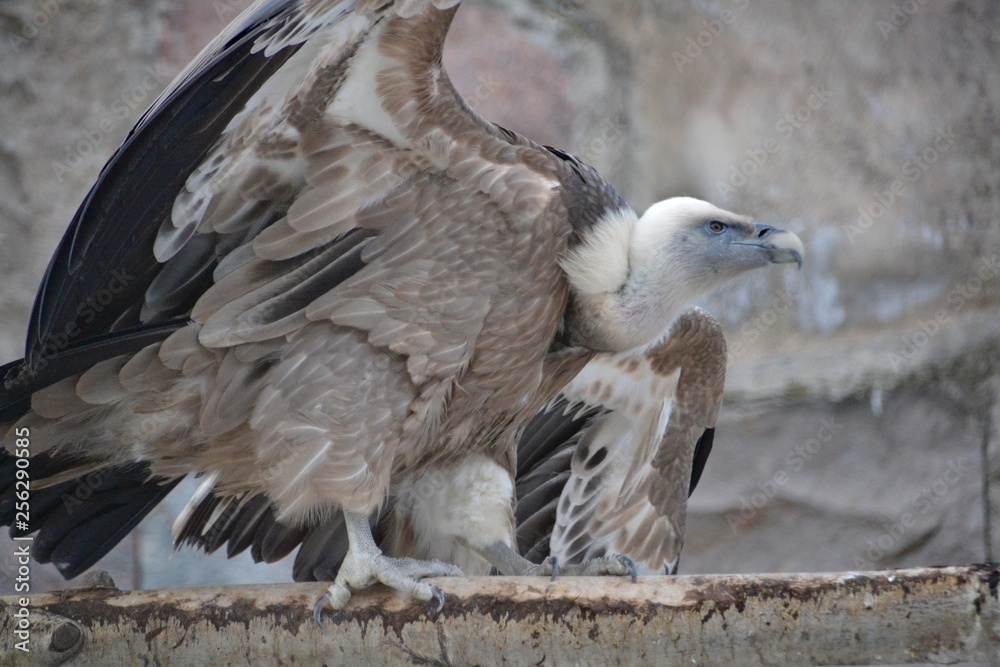 Fototapeta premium The bald vulture is about to take off