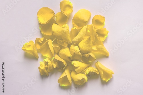  rose petals