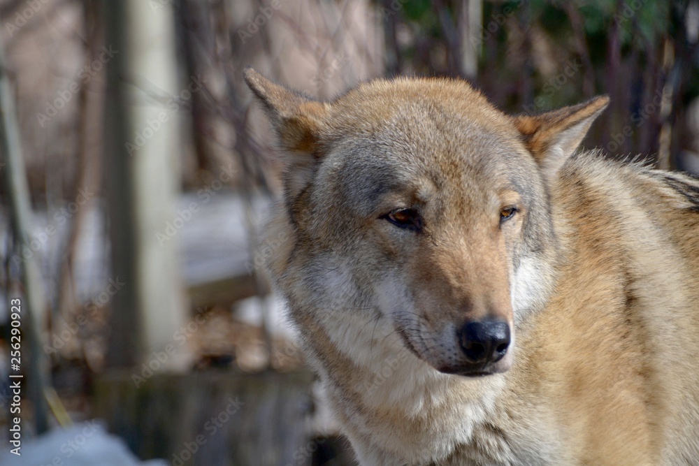 Obraz premium Wolf on a sunny day
