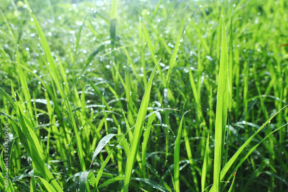 Closeup Green grass with water drops after rain With morning light Closeup Green grass with water drops after rain With morning light
