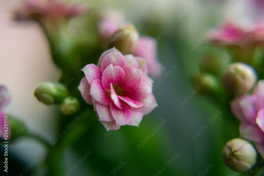 Macro shot of the pink flower. Slovakia