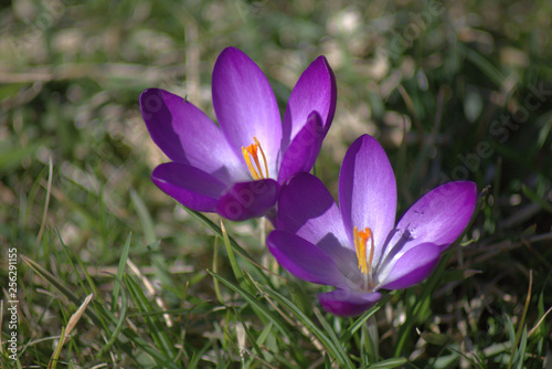 Blue crocuses on the background of green grass herald the arrival of spring