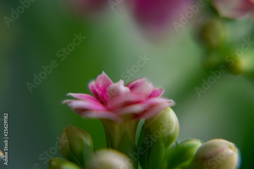 Macro shot of the pink flower. Slovakia