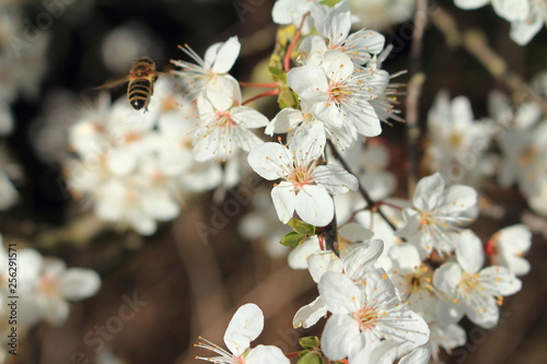 Die Wildbiene auf der Baumblüte