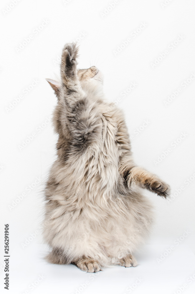 Obraz premium cat catches paws isolated on white
