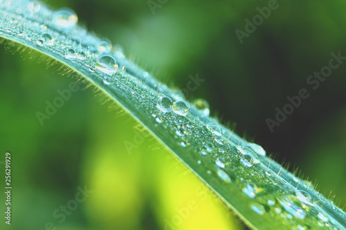 Closeup Green grass with water drops after rain With morning light on nature background