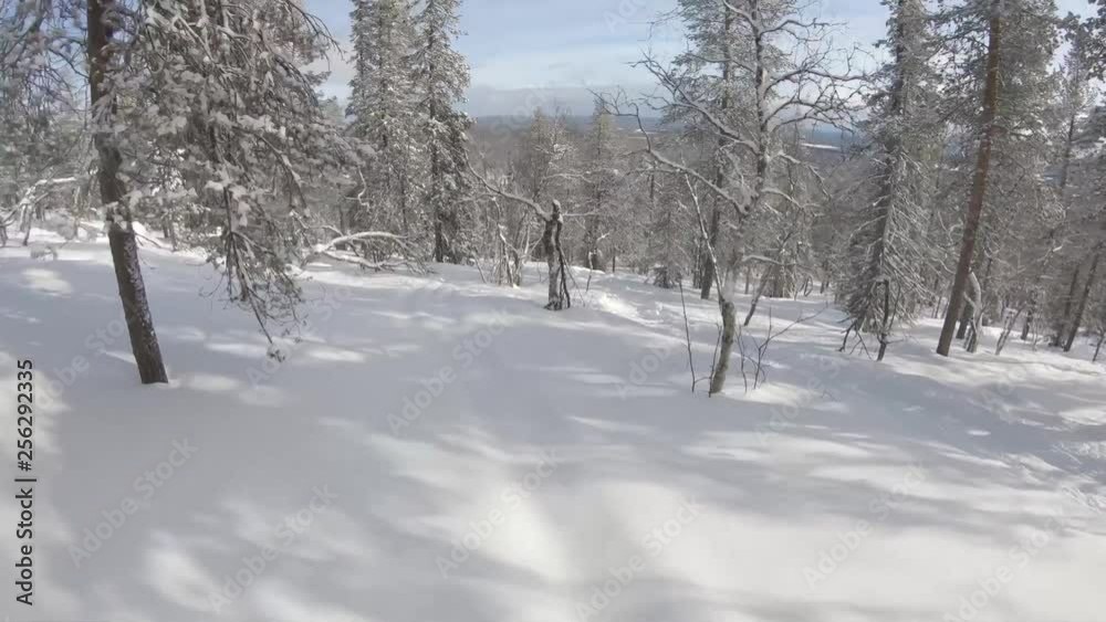 Freeride snowboarding at off piste backcountry. Sunny winter day with fresh white snow riding fast at the forest between trees and slopes. Filmed with gopro first person view. Ylläs Lapland Finland Freeride snowboarding at off piste backcountry. Sunny winter day with fresh white snow riding fast at the forest between trees and slopes. Filmed with gopro first person view. Ylläs Lapland Finland