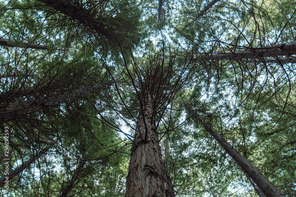 Fototapeta premium New Zealand Trees