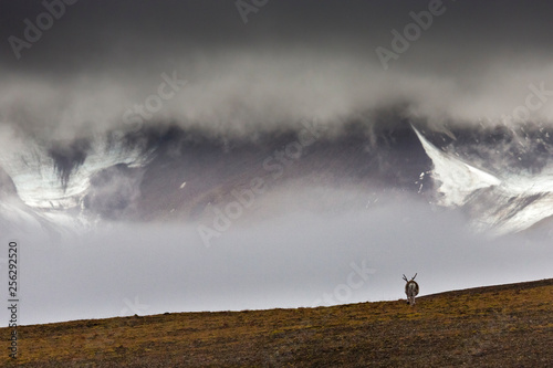Svalbard reindeer standing on the tundra in Fall at Svalbard, Majestic mountains with deep hanging clouds, Spitzbergen, Norway
