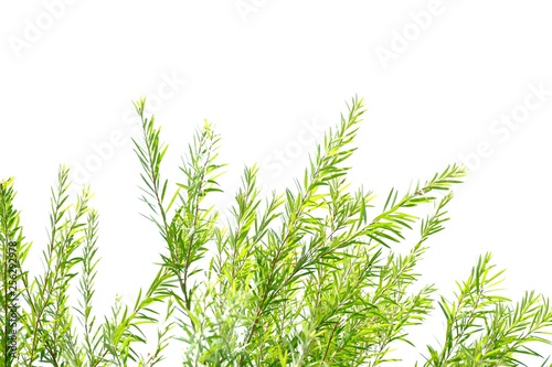 Tropical plant leaves with branches on white isolated background for green foliage backdrop 