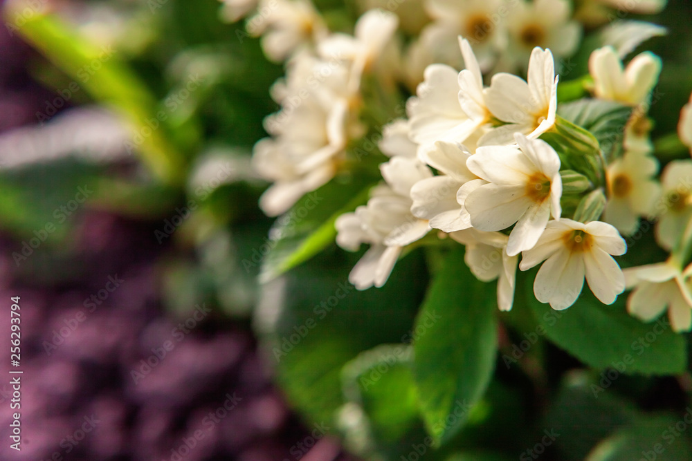 Primrose Primula with yellow flowers. Inspirational natural floral spring or summer blooming garden or park under soft sunlight and blurred bokeh background. Colorful blooming ecology nature landscape