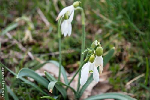 Snowdrops In The Meadow