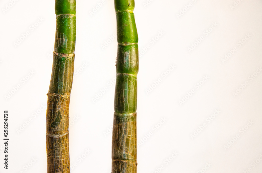 Fototapeta premium Money tree trunk in macro on white background