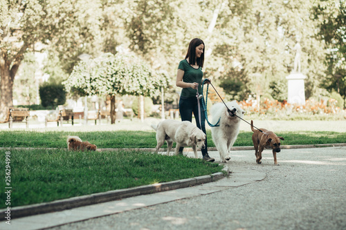 Dog walker enjoying with dogs while walking outdoors. photo