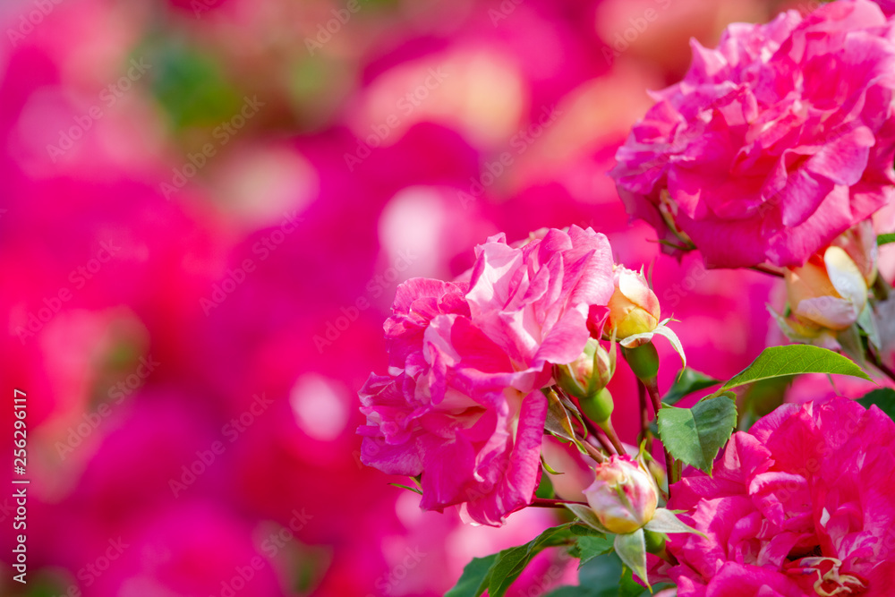 バラの花 バラの花