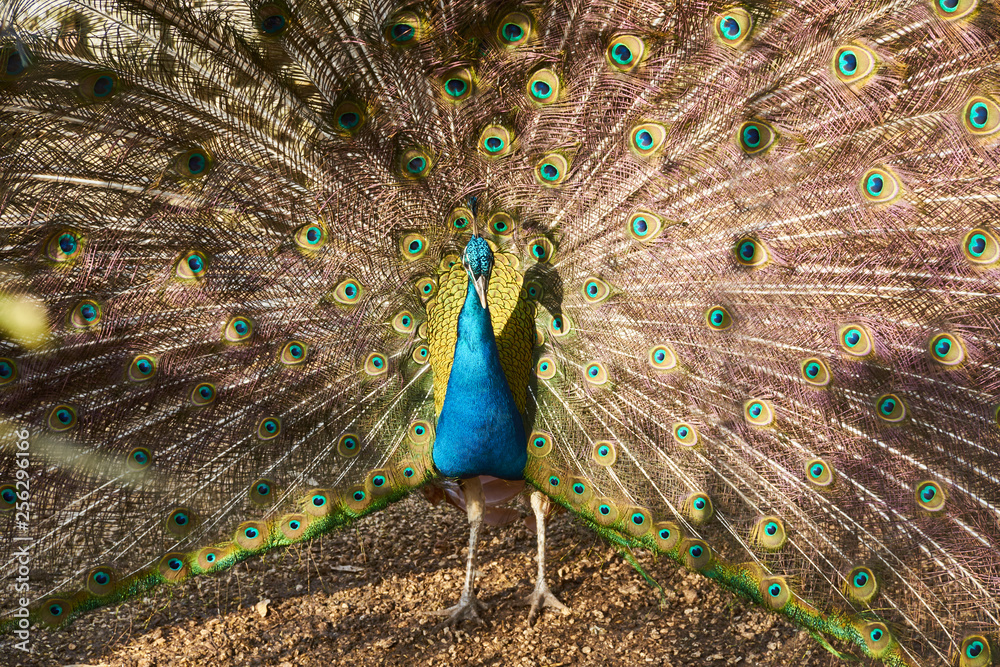 Obraz premium peacock,tail,feather,bird,beautiful,male,blue,peafowl,isolated,nature,color,colorful,beauty,feathers,background,animal,head,elegance,vibrant,wildlife,green,pattern,bright,tropical,beak,detail,turquois