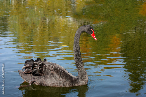 black swan on the lake, looks at his reflection in the water © zakob