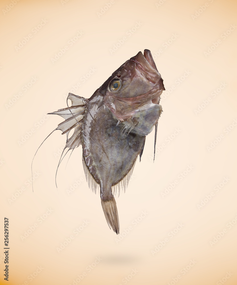 Zeus Faber (John Dory) fish, isolated on beige background Zeus Faber (John Dory) fish, isolated on beige background