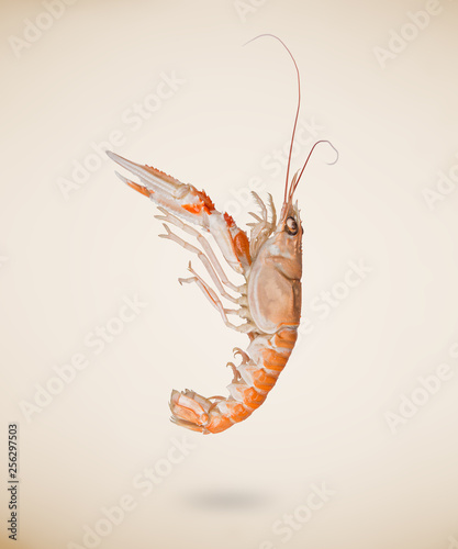 Fotografia Back view of raw langoustine or scampi isolated on beige background