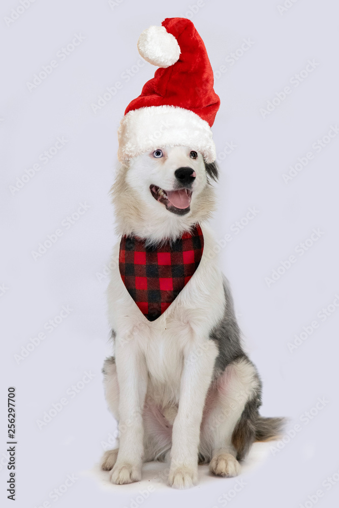 dog in santa hat isolated on white background