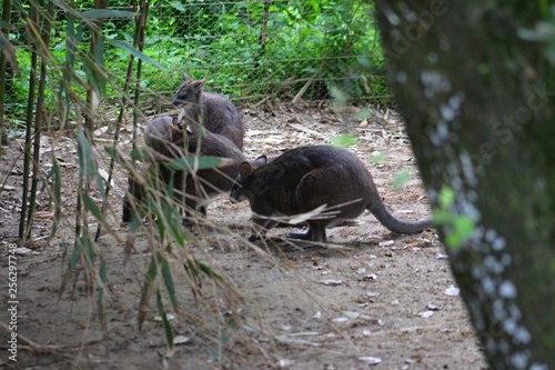 kangourou dans son enclos au zoo