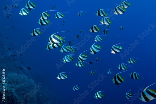 School of fish, false moorish idol (Heniochus diphreutes) floating in blue water, Red sea, Sharm El Sheikh, Sinai Peninsula, Egypt, Africa photo