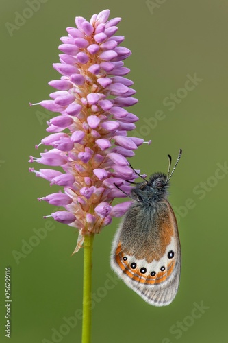 Alpine Heath (Coenonympha gardetta) sits on Persicaria bistorta (Polygonum bistorta), Tyrol, Austria, Europe photo