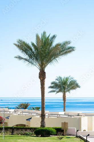 big Palm Tree © Alisa