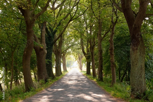 Avenue between Rankwitz and Liepe, Lieper Winkel, Usedom, Mecklenburg-Western Pomerania, Germany, Europe photo