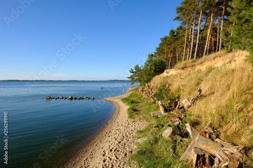 Shore with pine trees, Peenestrom Peninsula Gnitz, Luetow, Usedom, Mecklenburg-Western Pomerania, Germany, Europe
