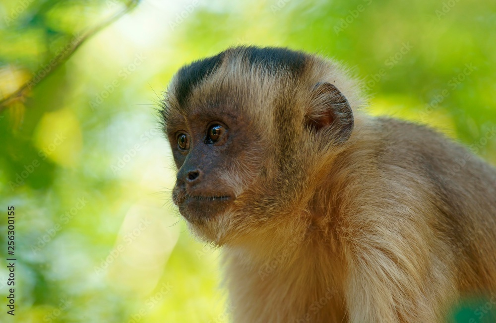 Tufted capuchin (Cebus apella) in a tree, portrait, Pantanal, Moto Grosso, Brazil, South America Tufted capuchin (Cebus apella) in a tree, portrait, Pantanal, Moto Grosso, Brazil, South America