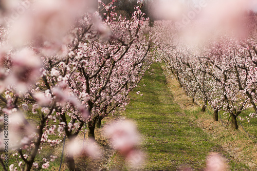 Colorful spring blooming of apricot trees photo