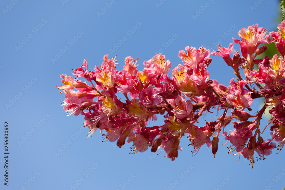 Pink blossom flower of horse chestnut tree Pink blossom flower of horse chestnut tree