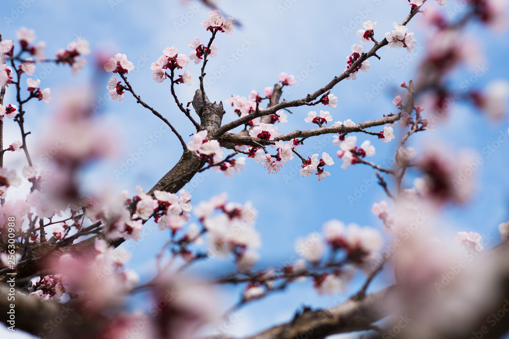 Spring blooming of apricot tree Spring blooming of apricot tree