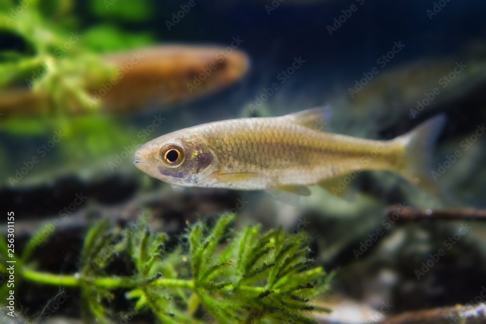 Leucaspius delineatus ornamental freshwater fish in biotope aquarium, nature shallow depth of field photo Leucaspius delineatus ornamental freshwater fish in biotope aquarium, nature shallow depth of field photo