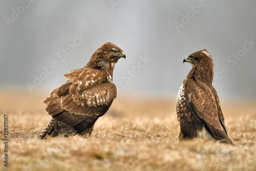 Two buzzards (Buteo buteo) standing in meadow, Lodz Province, Poland, Europe
